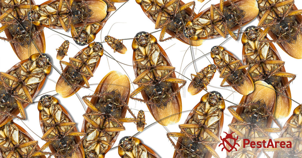 Does Alcohol Kill Roaches? (2023) PestArea