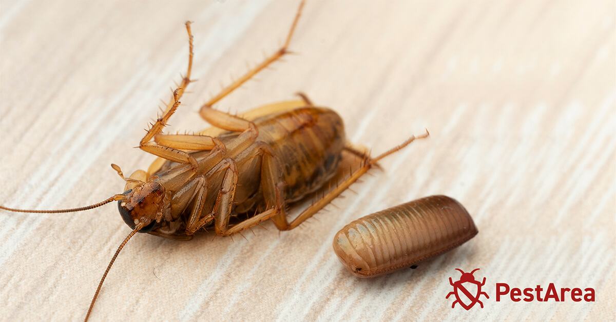 Cockroach-Dead on bedroom laminate flooring