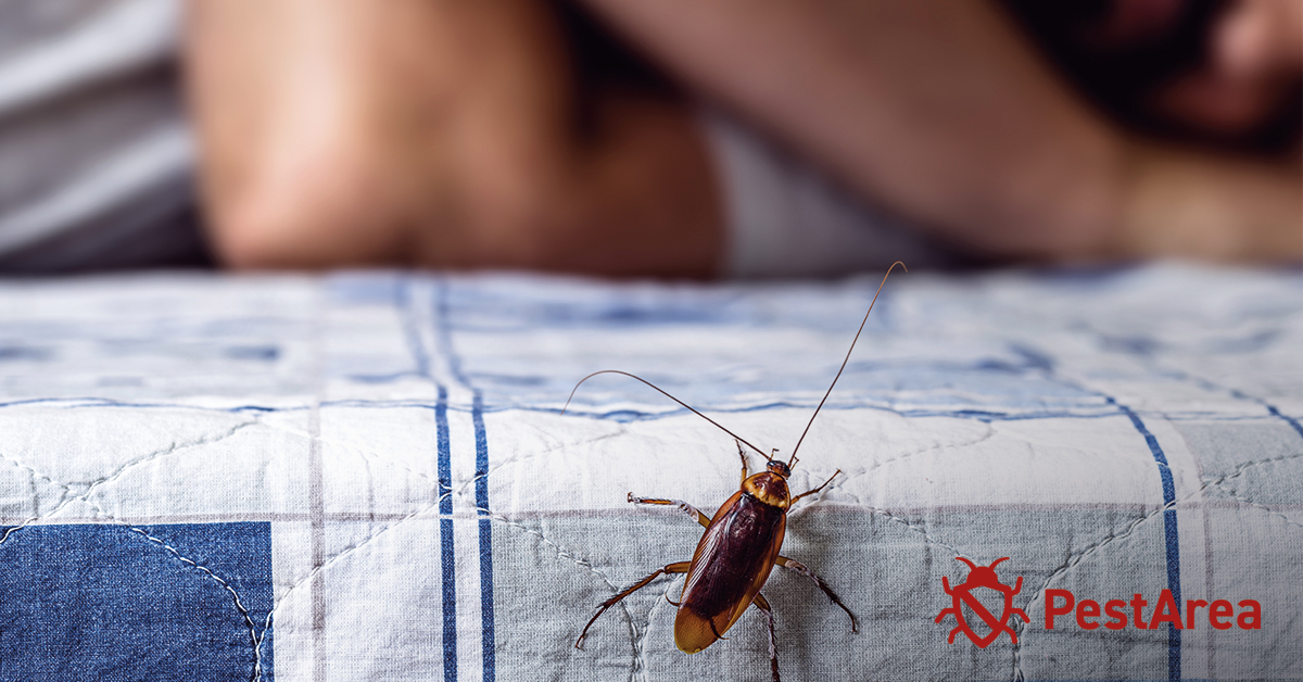 How to Get Rid of Cockroaches in Your Bedroom