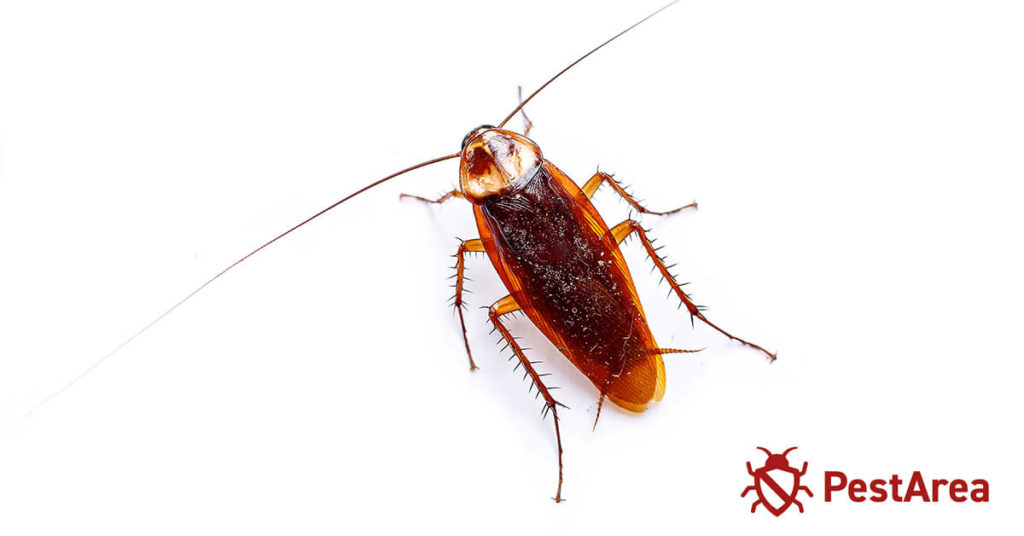 Does Ammonia Kill Roaches? (2023) PestArea