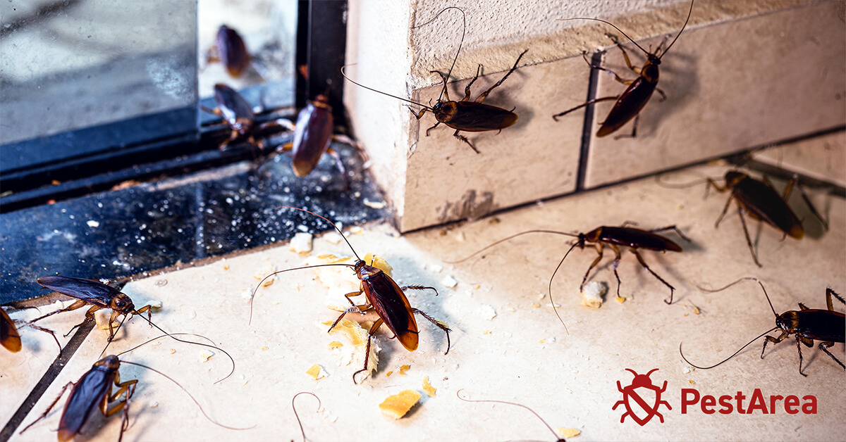 Cockroaches-infestation near garden window