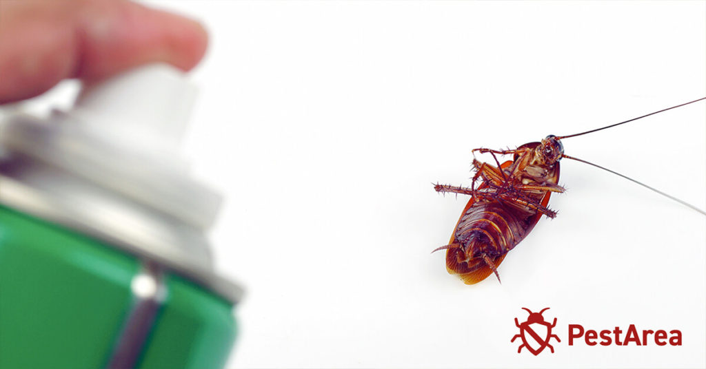 Does Bleach Kill Roaches (2023) PestArea