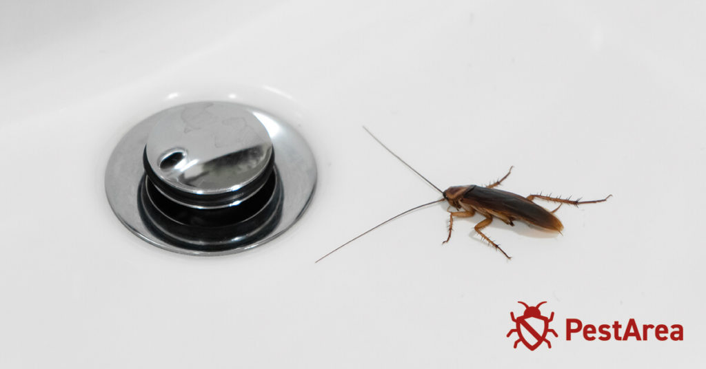 Cockroach in Bathroom sink