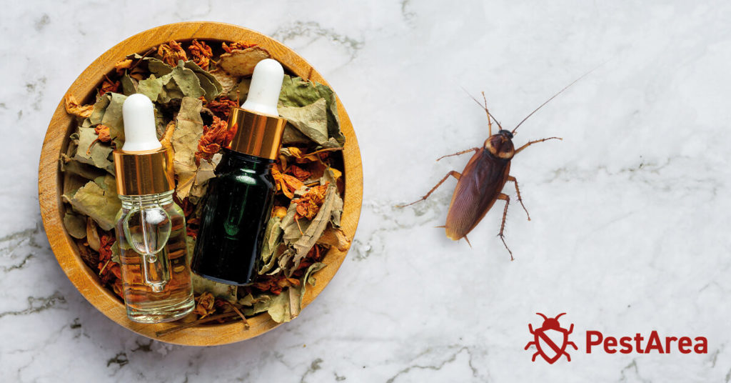 Can-You-Use-Essential-Oils-To-Kill-Roaches