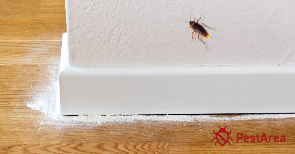 Cockroach climbing on a wall