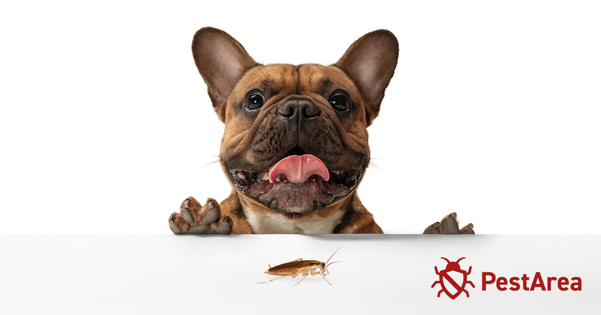 Do-Dogs-Keep-Cockroaches-Away
