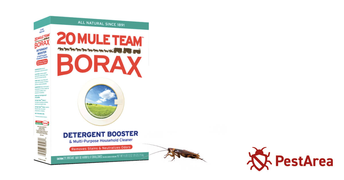 Does-Borax-Kill-Roaches