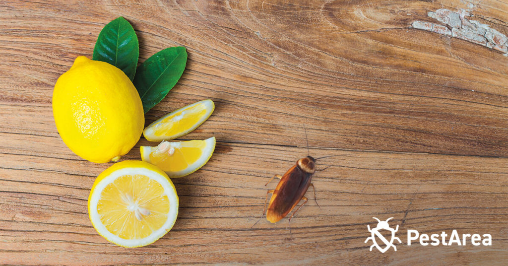 Does-Lemon-Juice-Kill-Roaches