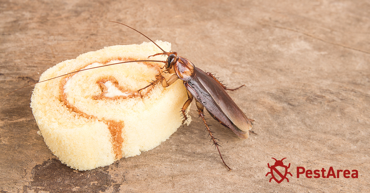 How-Long-Can-a-Cockroach-Live-Without-Food-and-Water