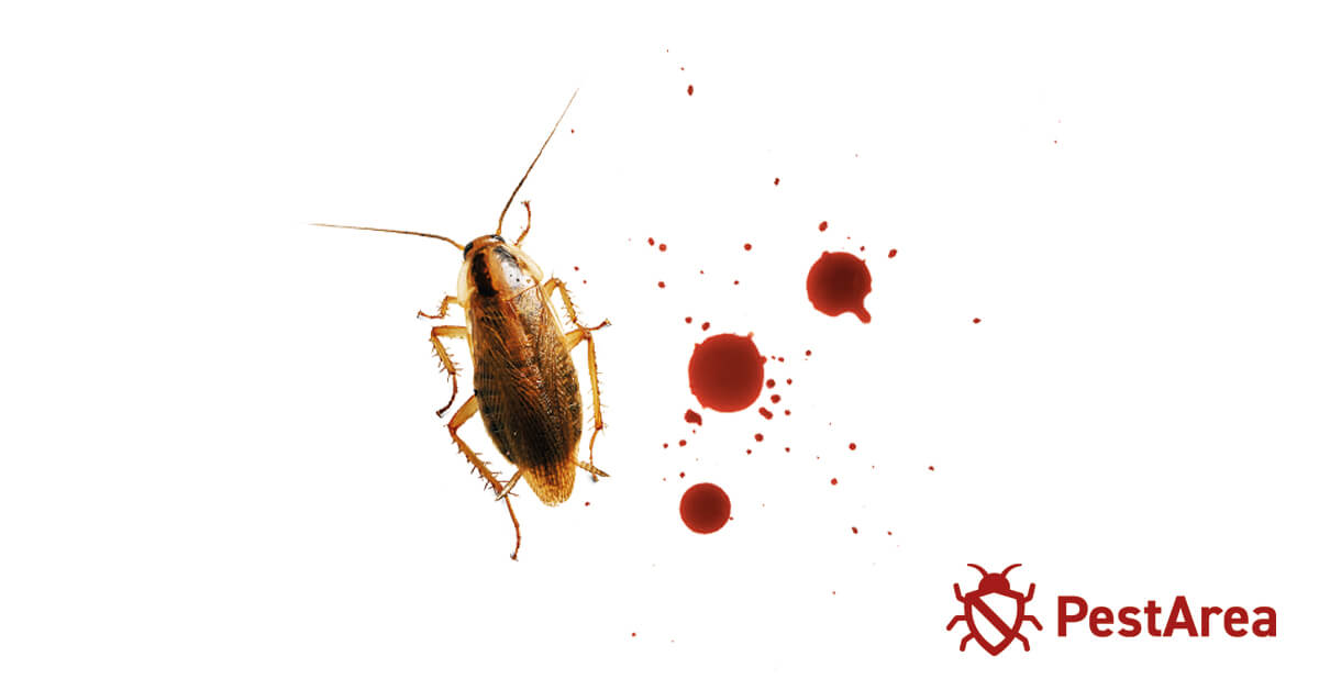 Adult Cockroach lying aside blood drops