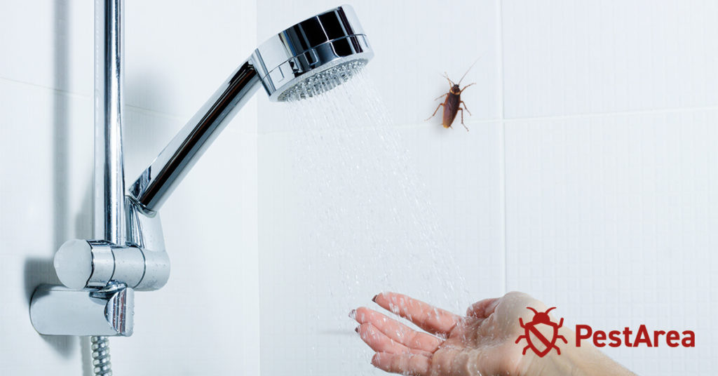 Cockroach climbing on shower wall