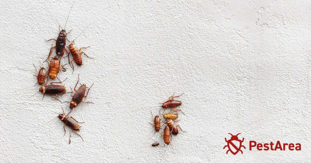 Group of cockroaches near a nest