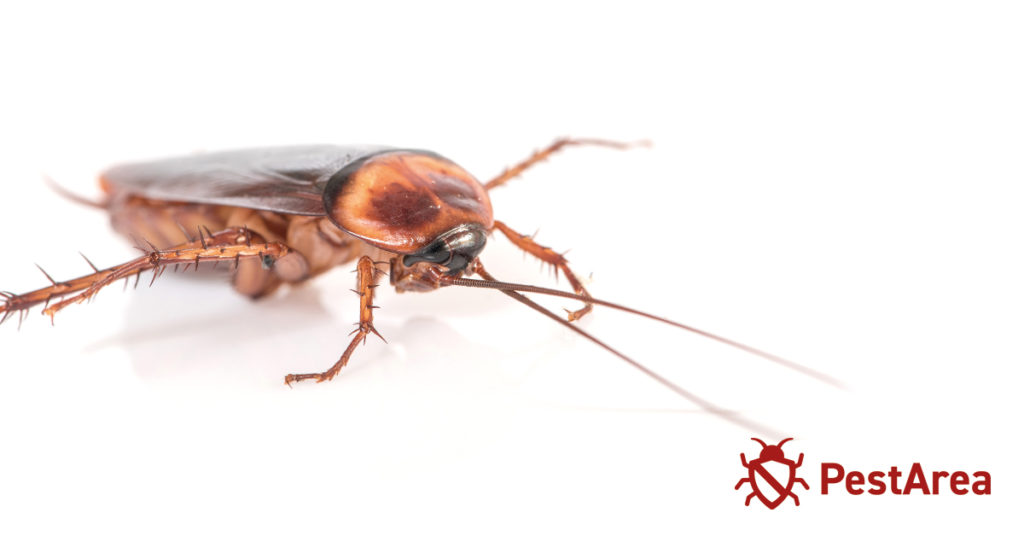 What is a Roach Lifespan? (2024) PestArea