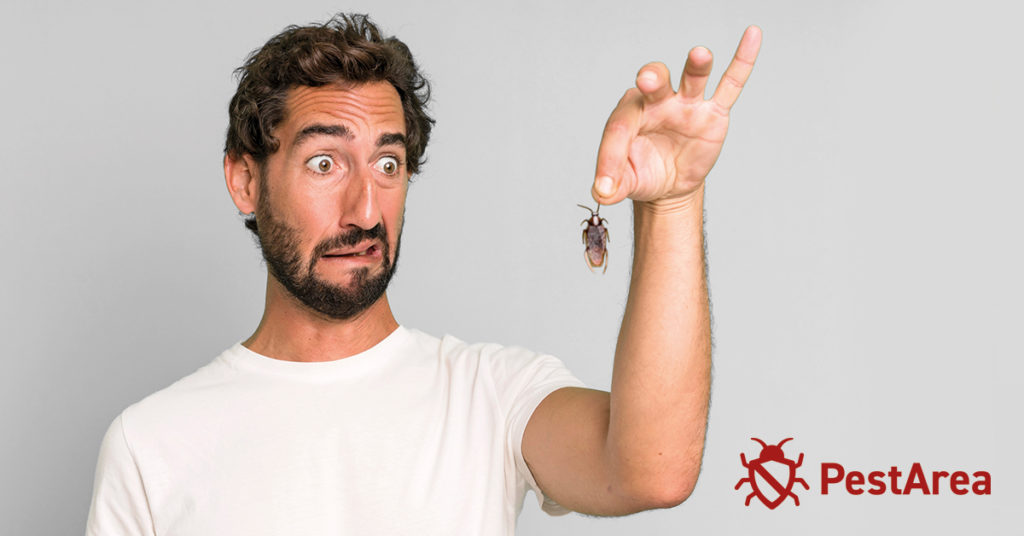 Can Cockroaches Live in Your Body? (2024) PestArea
