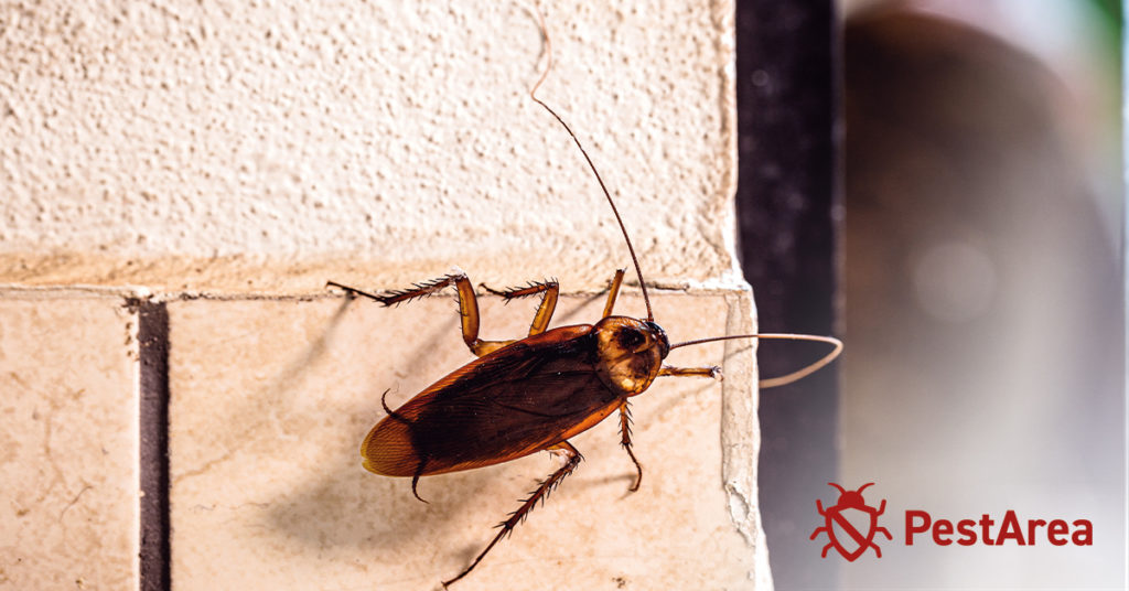 Cockroach climbing an old wall