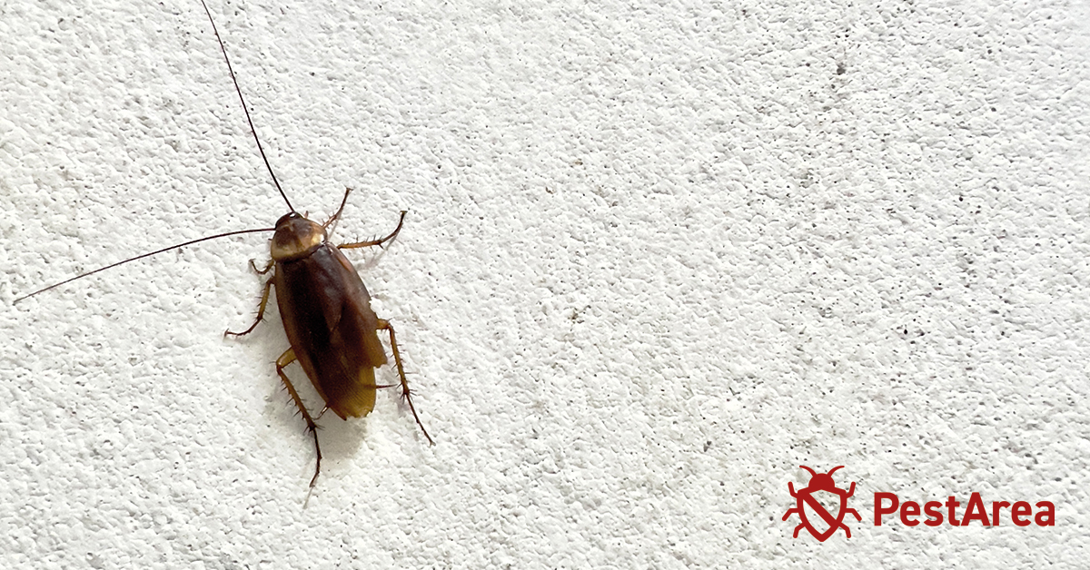 young roach climbing a white painted wall