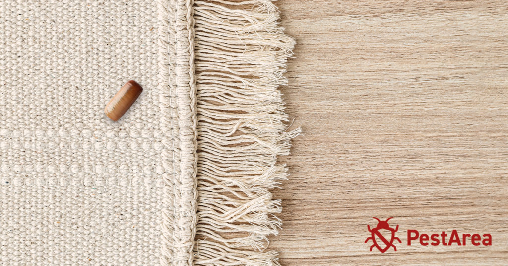 Can Cockroaches Live in Carpets? (2023) PestArea