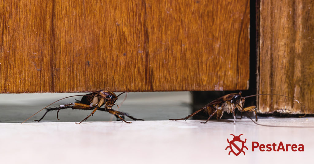 Cockroach-Entering-Home