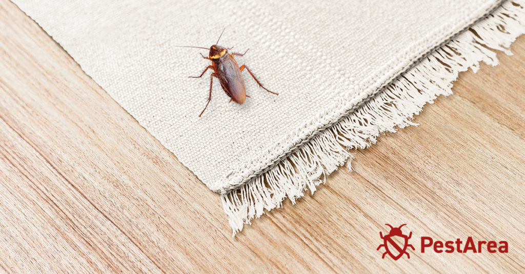 cockroach walking on a carpet