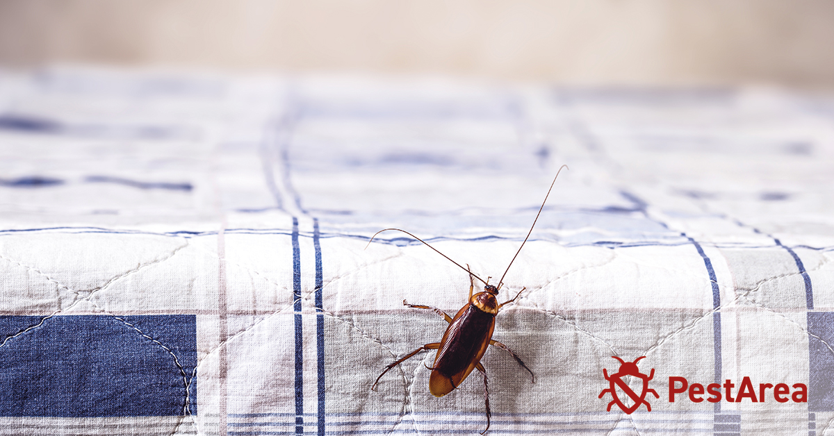 Cockroach-climbing on white table cloth