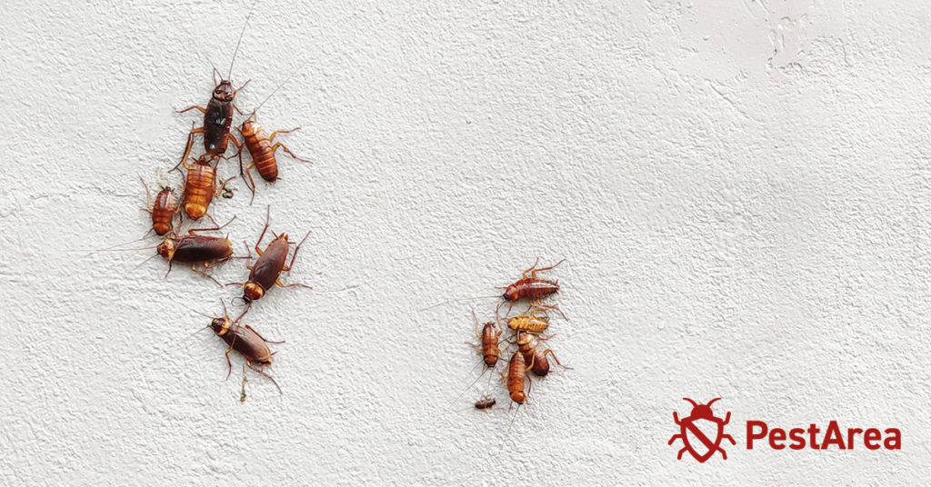 Are Cockroaches Dangerous? (2023) PestArea