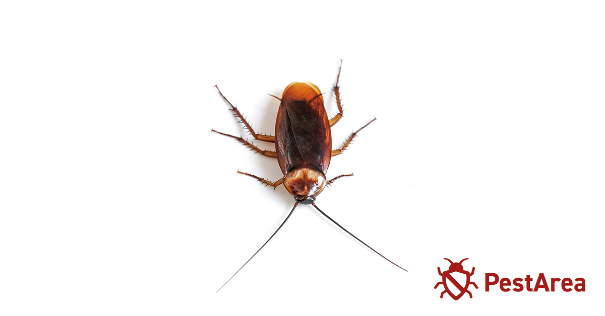 Image of a big roach on a white background