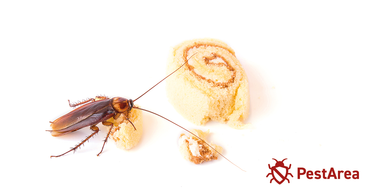 Roach-climbing on-food