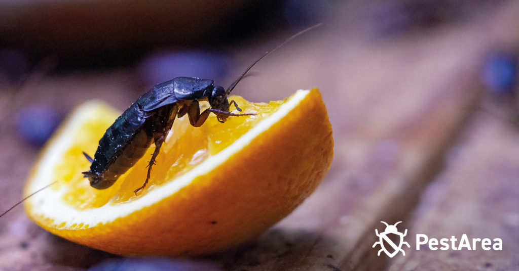 Cockroach climbing on an orange